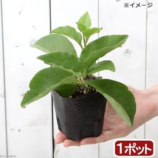 オカワカメ 3号の画像 1枚目