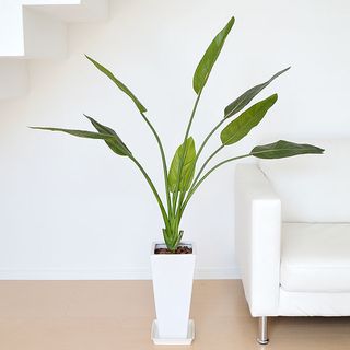 人工観葉植物 ストレリチア・レギネ ロングスクエア陶器鉢の画像 1枚目