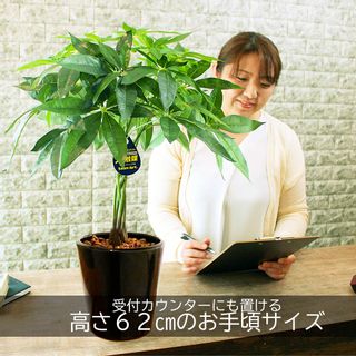 パキラ 人工観葉植物 CoCoCanフラワーのサムネイル画像 2枚目