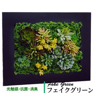 壁掛け グリーンフレーム 多肉植物 ブラック（光触媒）の画像 1枚目