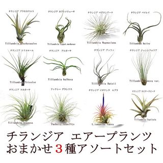 エアプランツ　チランジア レギュラーサイズ　アソート３種セット(サイズ約５～２０ｃｍ)  野々山商事株式会社のサムネイル画像 2枚目