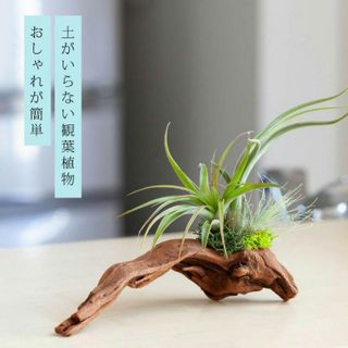 エアプランツ3種の寄せ植え流木（育て方の教科書付き）の画像 1枚目