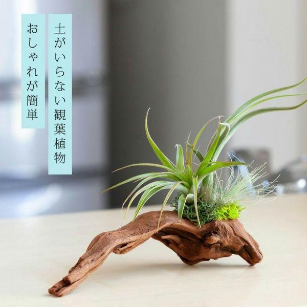 エアプランツ3種の寄せ植え流木（育て方の教科書付き） e-花屋さんのサムネイル画像 1枚目