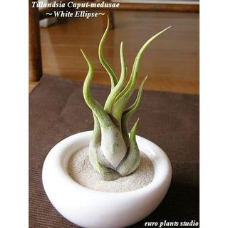 エアープランツ チランジア カプトメドゥーサ ホワイトイリプス 容器 euro plants studio（ユーロプランツスタジオ）のサムネイル画像