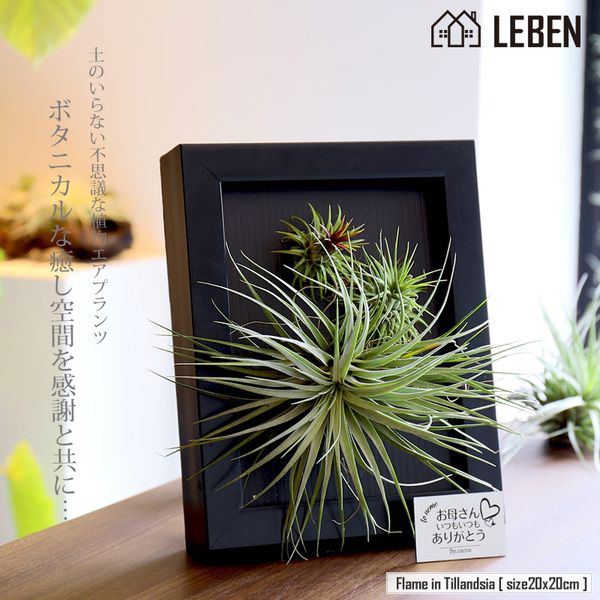 Flame in Tillandsia　壁掛け フレーム 寄せ植え エアープランツ の画像