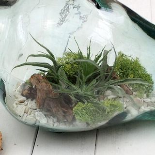 観葉植物「エアープランツ ボトルキット」 日比谷花壇のサムネイル画像 3枚目