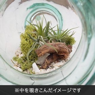 観葉植物「エアープランツ ボトルキット」の画像 2枚目