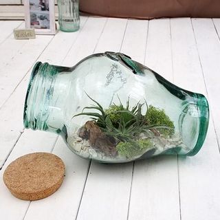 観葉植物「エアープランツ ボトルキット」の画像 1枚目