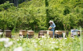 生産者直送 非加熱・花の香り・はちみつ3種詰め合わせ の画像 3枚目