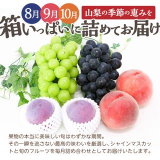 山梨産シャインマスカットと旬のフルーツ詰め合わせ (8～10月) 山梨県富士吉田市のサムネイル画像 2枚目