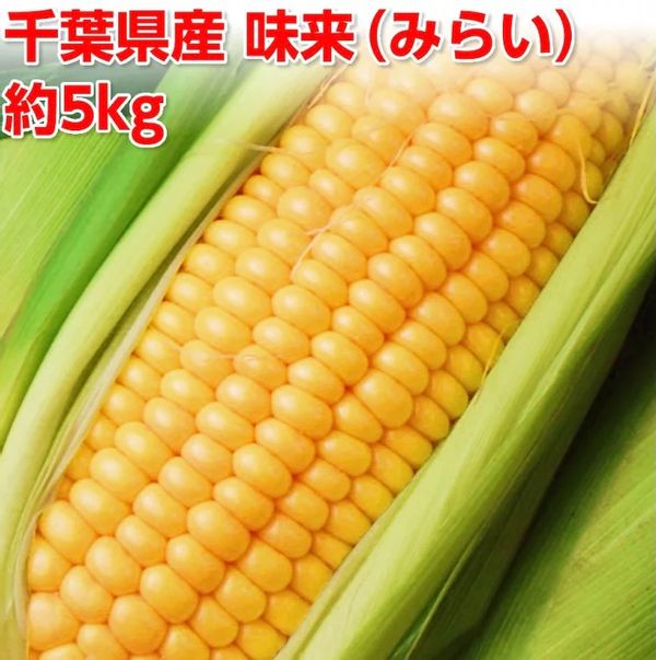 千葉産とうもろこし・味来 約5kg(約11~17本)の画像