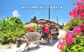 西表・由布・竹富 3島めぐり(昼食付)の画像 3枚目
