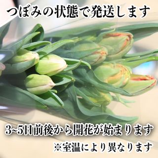 【先行予約】京丹後チューリップ　色お任せ20本 京都府　京丹後市のサムネイル画像 3枚目