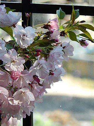 【例年4月頃開花】桜盆栽の画像 2枚目