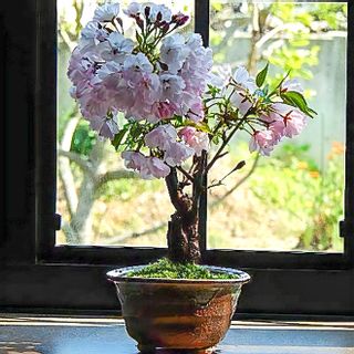 【例年4月頃開花】桜盆栽の画像 1枚目
