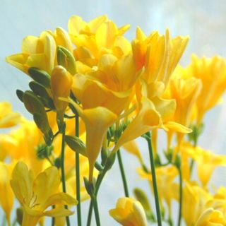 【先行予約】2024年3月発送:香り華やぐ【フリージア】3色セット 50本 の画像 2枚目