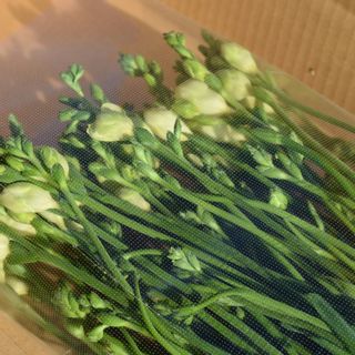 【先行予約】2024年3月発送:香り華やぐ【フリージア】3色セット 50本 の画像 3枚目