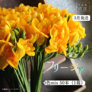 【先行予約】2024年3月発送:香り華やぐ【フリージア】3色セット 50本 の画像 1枚目