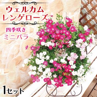 ウェルカムレンゲローズ 四季咲きミニバラ リング植え アイアンスタンド付の画像 1枚目