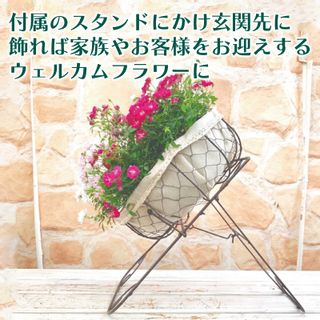 ウェルカムレンゲローズ 四季咲きミニバラ リング植え アイアンスタンド付の画像 3枚目