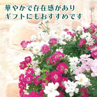 ウェルカムレンゲローズ 四季咲きミニバラ リング植え アイアンスタンド付の画像 2枚目