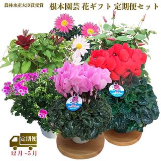 【花ギフト定期便】根本園芸（12～5月 毎月 お届け）の画像 1枚目