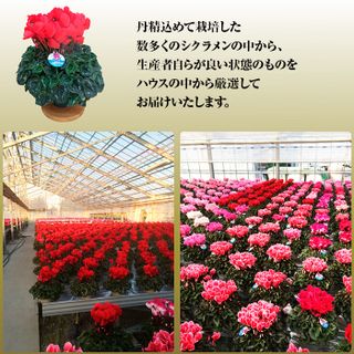 【花ギフト定期便】根本園芸（12～5月 毎月 お届け）の画像 3枚目