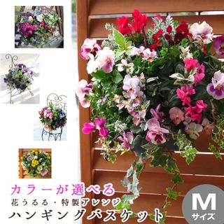 花うるるのハンギング定期便~シルバーコース【全6回】の画像 2枚目