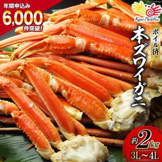 ボイル済み 本ずわいがに 脚 3L～4L 総重量2kg（正味重量 約1.6kg） 宮城県気仙沼市のサムネイル画像 1枚目