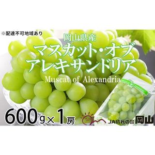 マスカット・オブ・アレキサンドリア 約600g×1房 岡山県瀬戸内市のサムネイル画像 1枚目