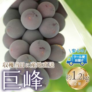 クール便発送　巨峰 1.2kg (2房)　179-021 山梨県笛吹市のサムネイル画像