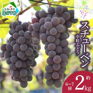 【令和5年産 先行予約】鶴岡市産 スチューベン 約2kg（6～7房） 山形県鶴岡市のサムネイル画像