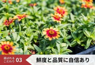 【生産者直送】季節の花苗セットの画像 3枚目