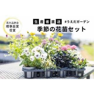 【生産者直送】季節の花苗セットの画像 1枚目