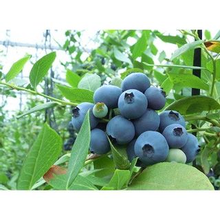 国産(美浜町産)超大粒ブルーベリー 8パック入りの画像 1枚目