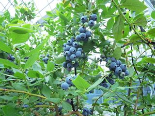国産(美浜町産)超大粒ブルーベリー 8パック入りの画像 2枚目