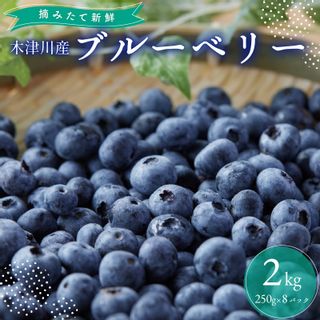 市産ブルーベリー（2kg） 京都府木津川市のサムネイル画像 1枚目