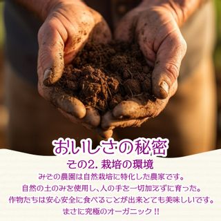 自然栽培ブルーベリー 750g 徳島県小松島市のサムネイル画像 3枚目