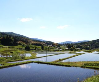 BG無洗米 金芽米 にこまる 5kg 島根県安来市のサムネイル画像 3枚目