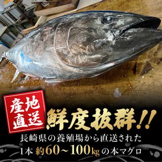 長崎県産 本マグロ 中トロ 約700gの画像 2枚目