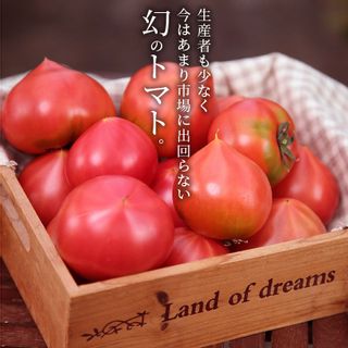たった3ヶ月しか食べられない　幻のファーストトマト 700g　H004-120 愛知県碧南市のサムネイル画像 2枚目