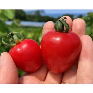 〔先行受付〕しおかぜの畑中野ファーム余市産トマトベリー1.5kg(2024年初夏発送)　ミニトマトの画像 2枚目