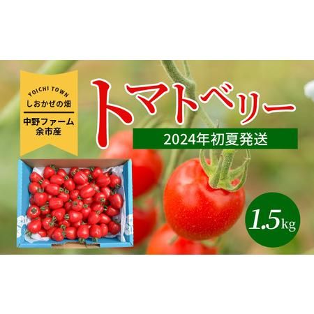 〔先行受付〕しおかぜの畑中野ファーム余市産トマトベリー1.5kg(2024年初夏発送)　ミニトマト 北海道余市町のサムネイル画像 1枚目