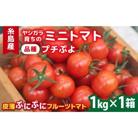 ミニトマト （プチぷよ）1kg×1箱 / かわぞえ農園 ぷちぷよ トマト [AAM001]の画像