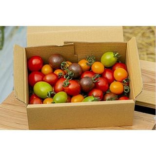 【3回定期便】カラフルミニトマト Ricotomato 1kg 合計3kg の画像 3枚目