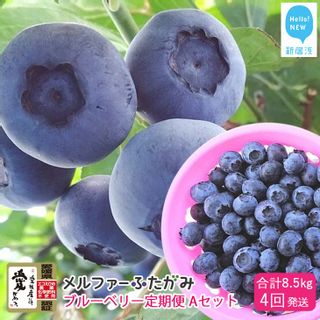 【定期便】ブルーベリー三昧 Aセット（約8.5kg／4回発送） 愛媛県新居浜市のサムネイル画像 1枚目