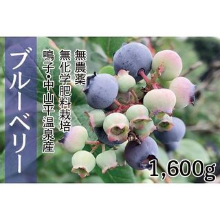 無農薬無化学肥料栽培 鳴子・中山平温泉産ブルーベリー1600g 宮城県大崎市のサムネイル画像 1枚目