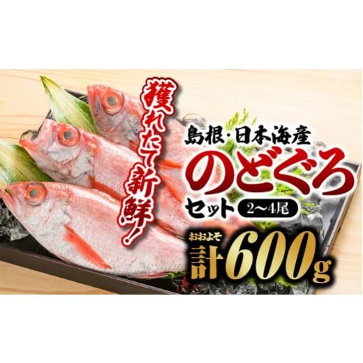 鮮魚セットD のどぐろ2～4尾 計約600g  島根県江津市のサムネイル画像 1枚目