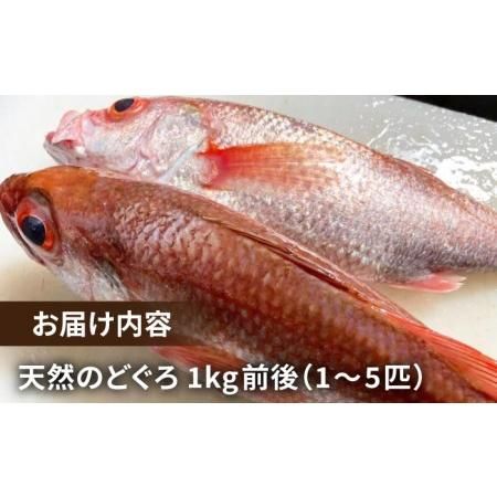 天然のどくろ(アカムツ)約1kg 高級 鮮魚 刺身 [PBJ005] 長崎県五島市のサムネイル画像 2枚目