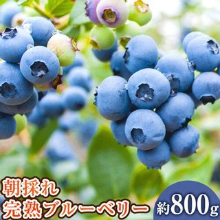 和歌山の朝採れ完熟ブルーベリー 約800g の画像 1枚目